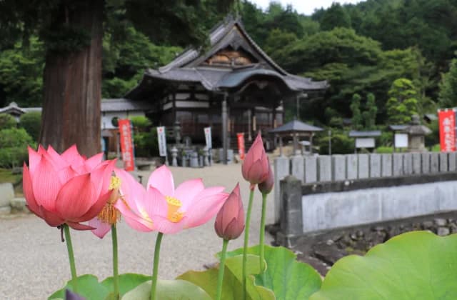 常福寺の蓮