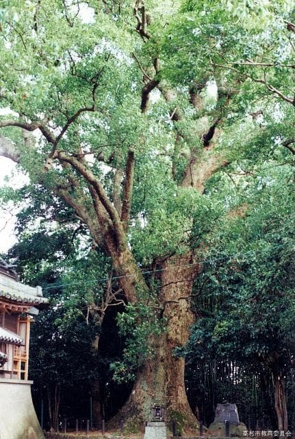Kusu of Funayama-jinja Shrine