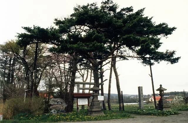 100年の赤松