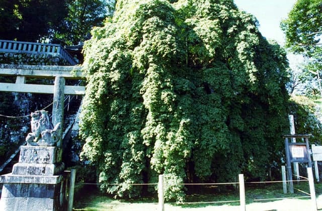 Shida Rei Loha maple of Shohan Shrine