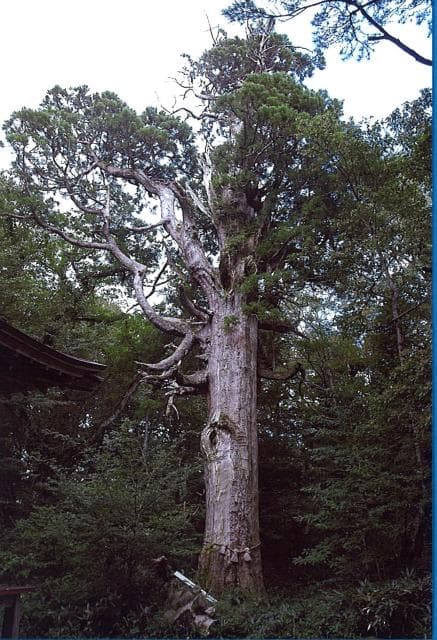 Millennium Cedar from Funa Ueyama
