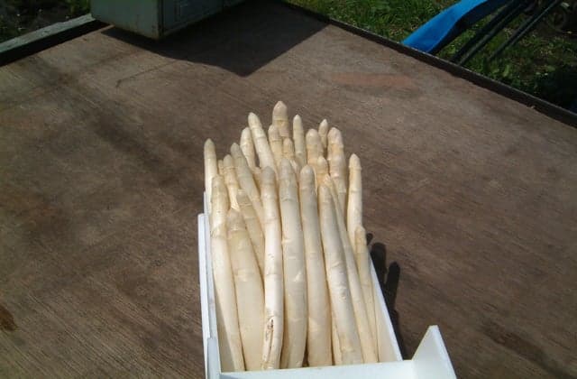 White asparagus