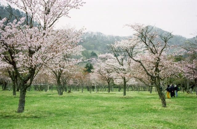 庶野さくら公園