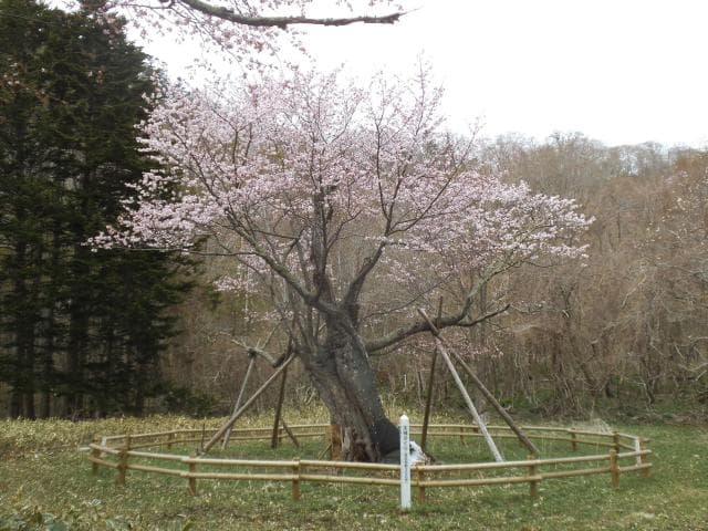 Cherry Blossoms