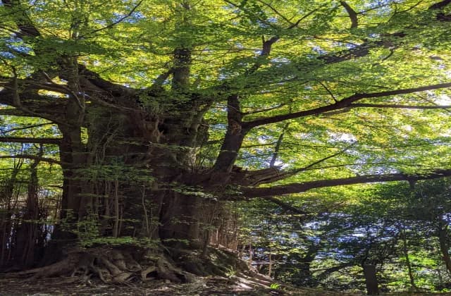 福城寺 大銀杏
