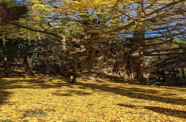 福城寺 大銀杏紅葉