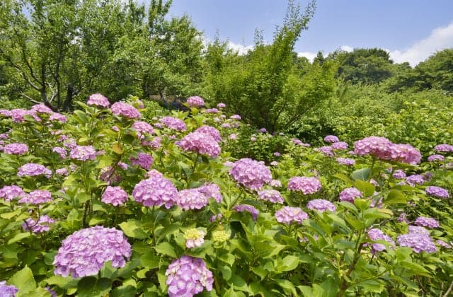Hydrangea of Mount Tsukuba Bairin