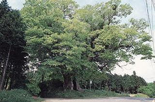A large zelkova
