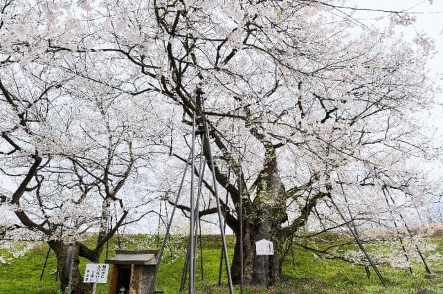 Cherry blossoms of Odama
