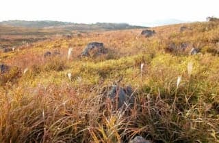 Akiyoshi-dai Grass Leaves