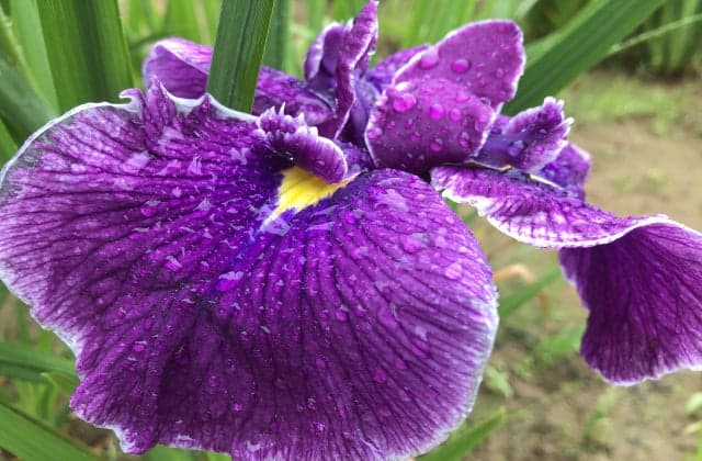 Iris 2