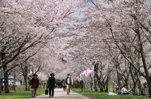 Tadamoto Park Cherry Blossom Trees