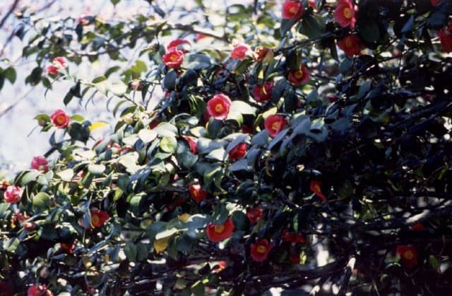 The northern limit of camellia
