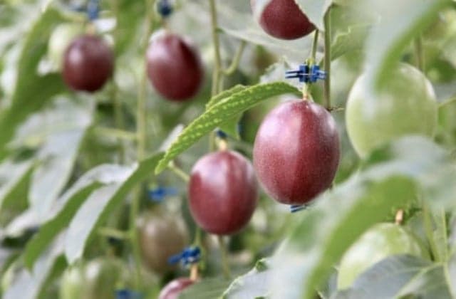 Passion fruit