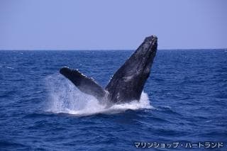 ホエールウォッチング
