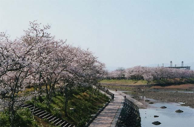 Row of cherry trees