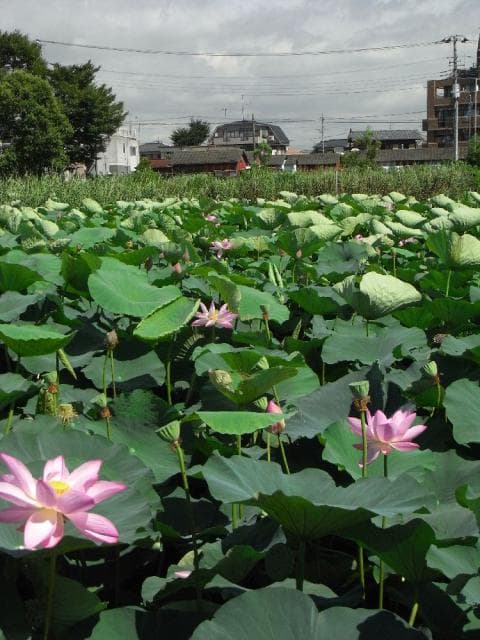 Ancient lotus of Mizumotokoen