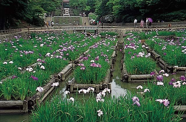 夜宮公園の花しょうぶ