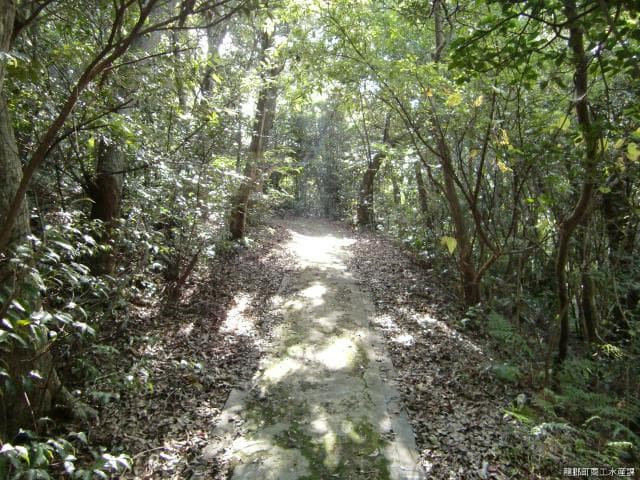 In the Amami Nature Observation Forest Garden