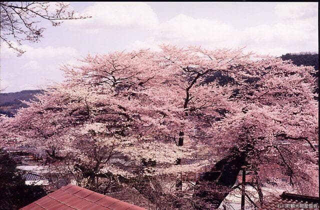 Takada Sakura (Edhigan Cherry Blossom)