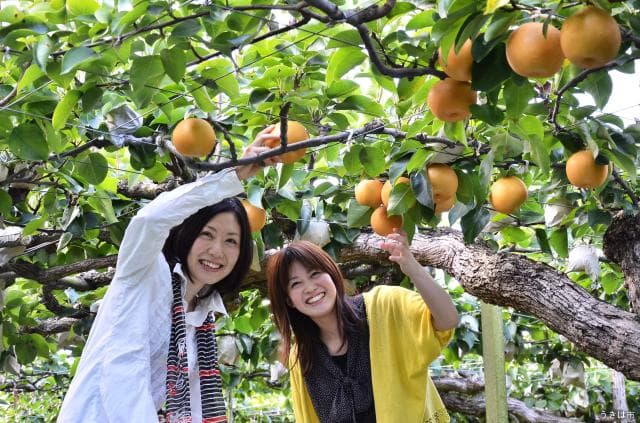 梨狩り