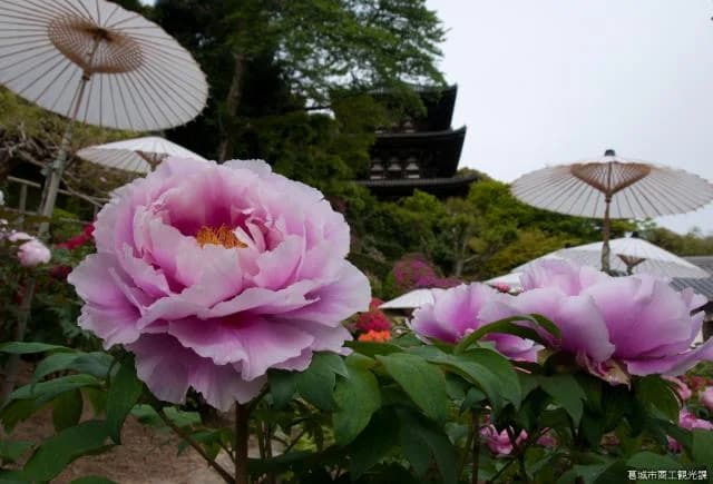 Taima-dera Gonenin Garden