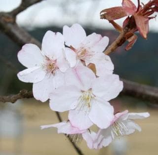Cherry Blossom 1
