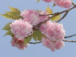 Cherry Blossom 2