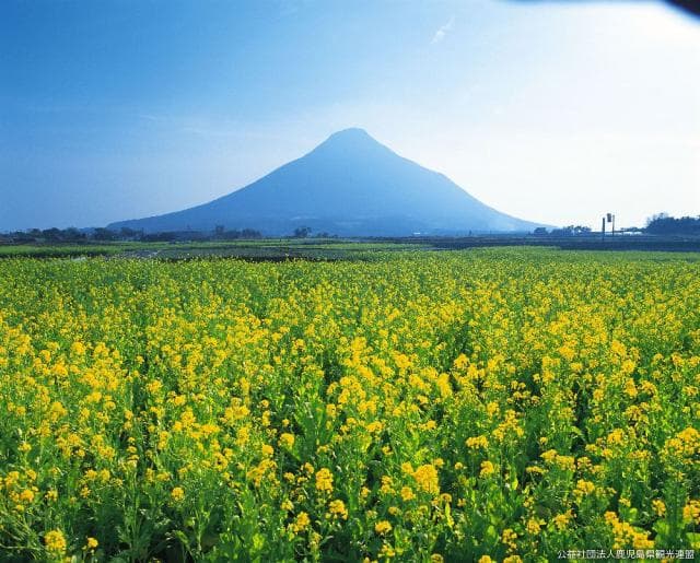 Rape field and Kaimondake