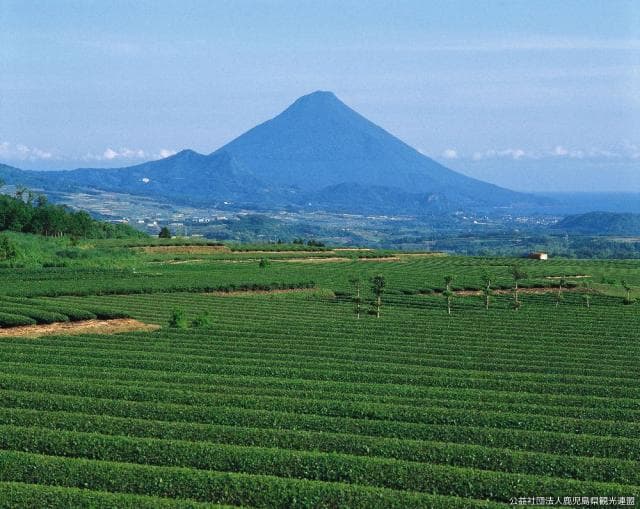 Tea plantations and Kaimondake