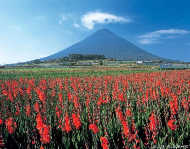Gradiolas and Kaimondake