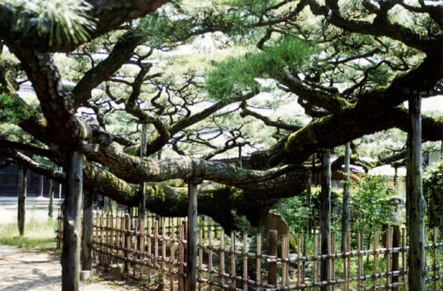 Pine of Unryu of Eian-ji Temple