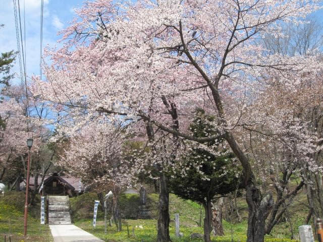 新得神社山 桜