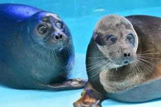 Baikal seal