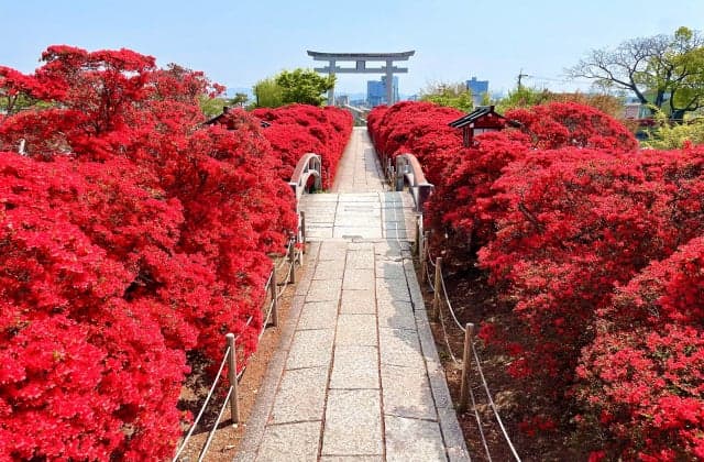 Kirishimatsu azalea at Nagaoka Tenman-gu Shrine
