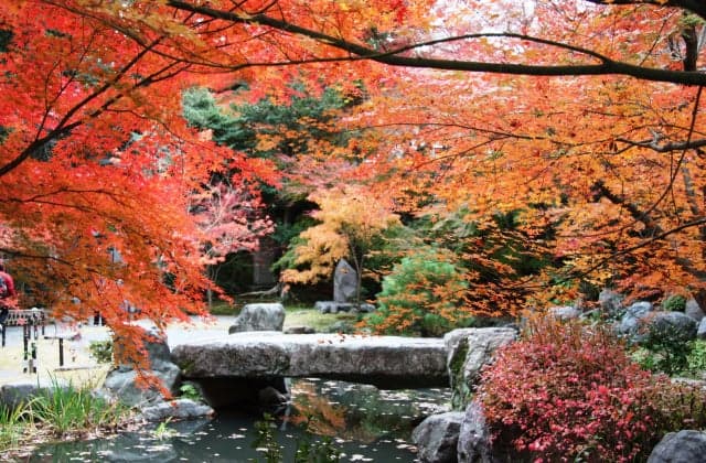 Autumn leaves in the precincts of Nagaoka Tenman-gu Shrine