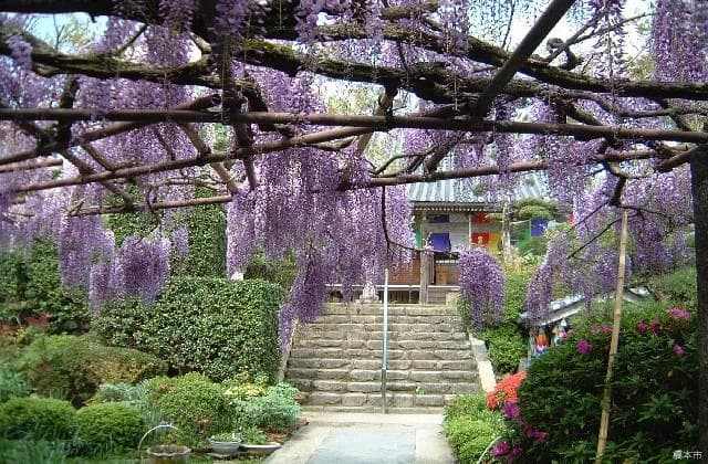 Fuji of Koyasu Jizo-ji Temple