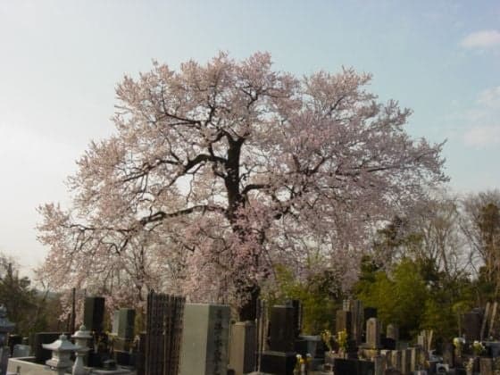 Amidado Edhiganzakura