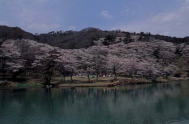 Cherry blossoms at Hagio Park