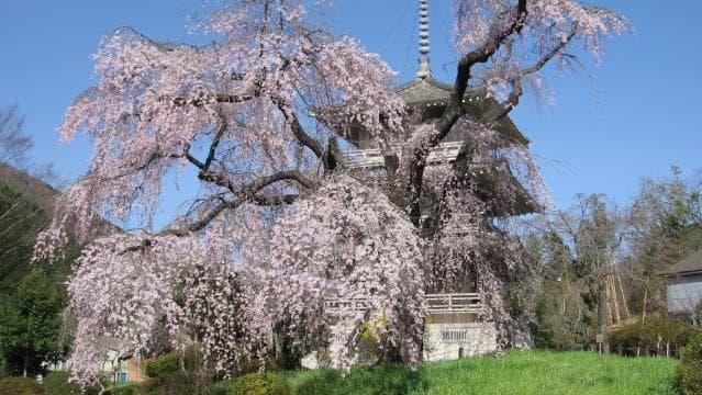 Weeping cherry tree at Josenji Temple
