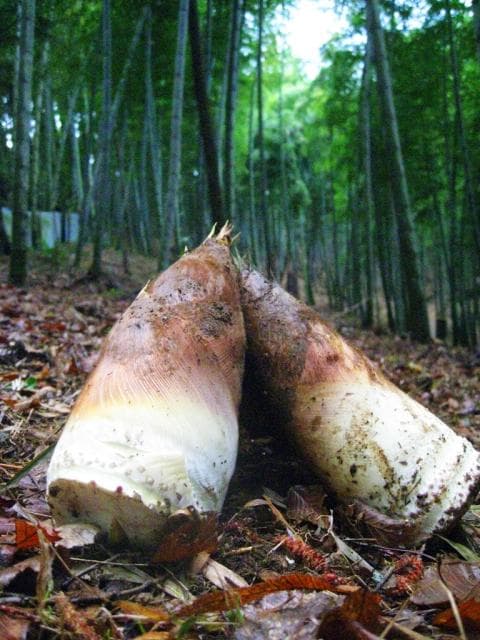 Bamboo shoot