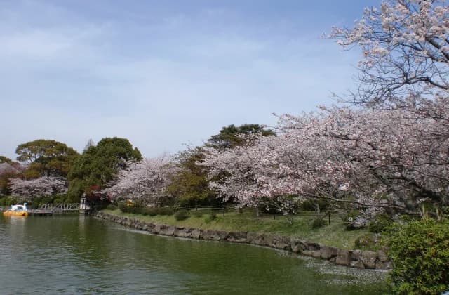 Shiroyama Park (Sakura)