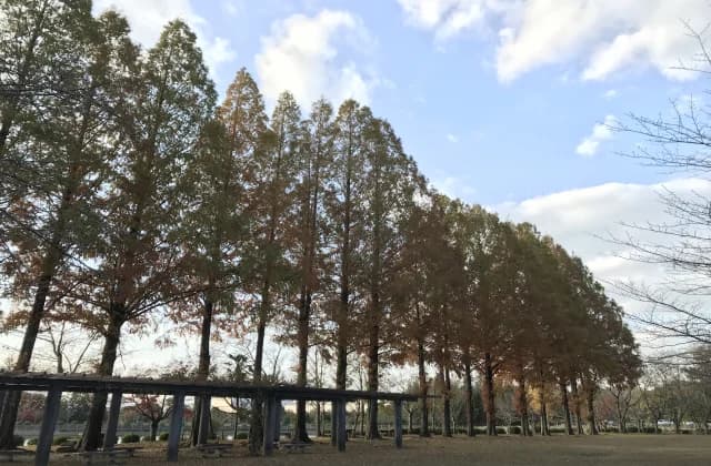 Shiroyama Park (Methasequoia)