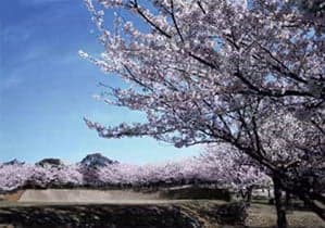 甘木公園の桜
