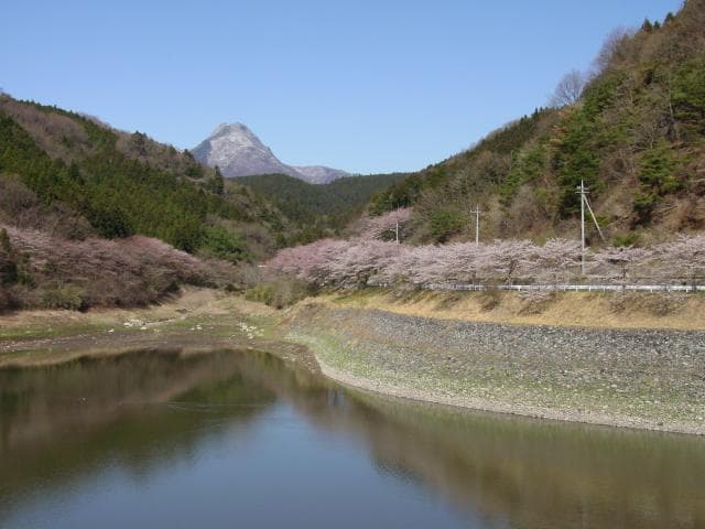 Cherry blossoms at disaster prevention dam