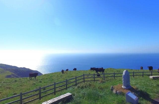 Grazing cattle from Mt. Red Beard and the Sea of Japan