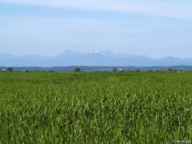 Buddha marsh