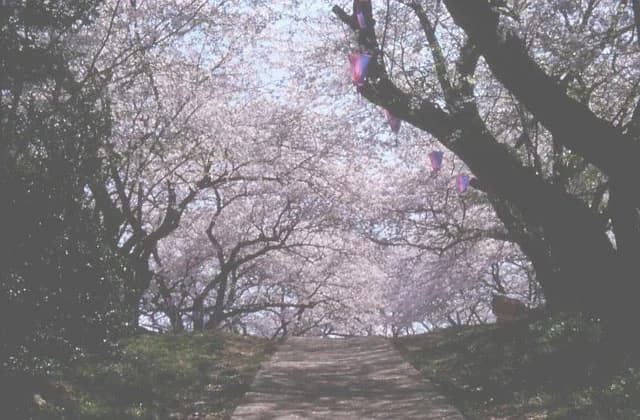 沼代桜の馬場