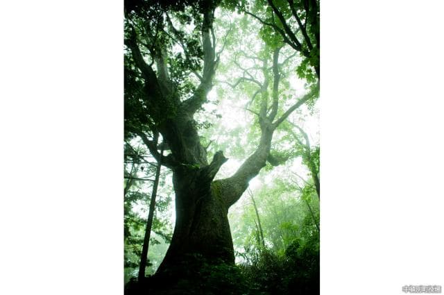 樹齢500年ミズナラ