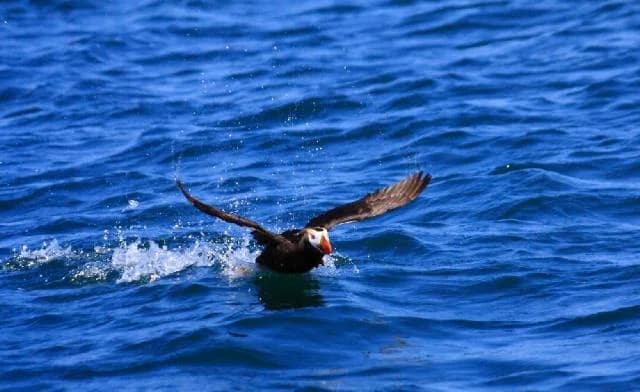 Etopirica